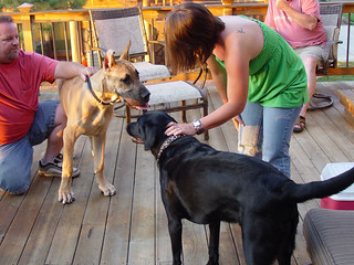 Travel - The first dog Ninja has ever met that was bigger than him