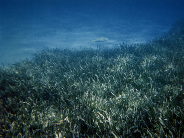 Sea weed and fish