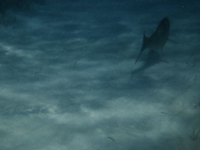 This fish was as big as I was