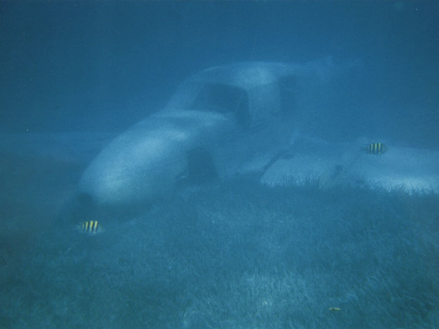 A plane and some fish in the Bahamas