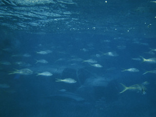 A plane and some fish in the Bahamas