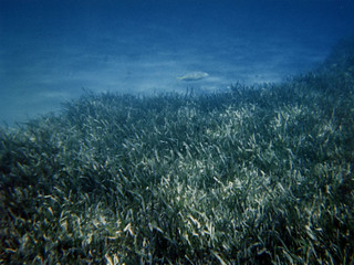Sea weed and fish