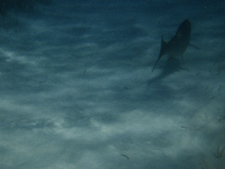 This fish was as big as I was