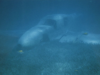 A plane and some fish in the Bahamas