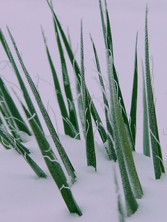 Plant in front of my house