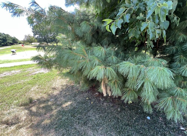 This is not an ideal lie