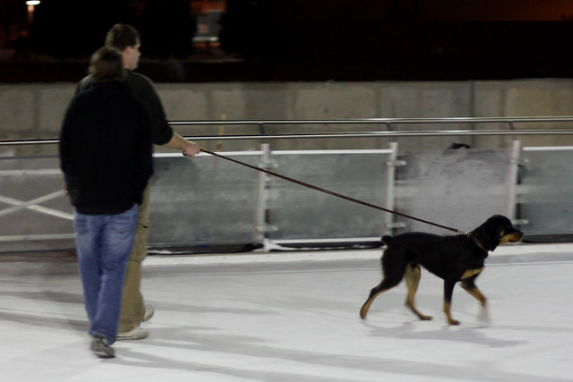Dog on the ice