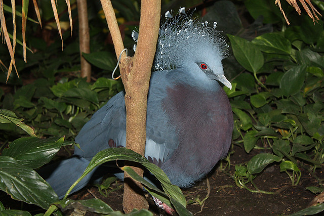 A crazy blue bird with red eyes - victoria crowned pigeon