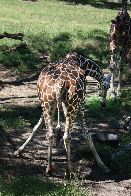 Drinking water looks like a PITA for giraffes