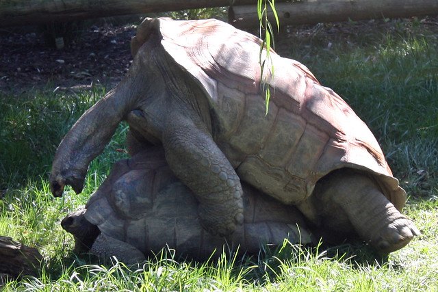 Turtle Sex!