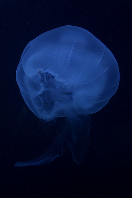 Jellyfish