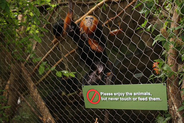 Golden-headed tamarin at the blank park zoo