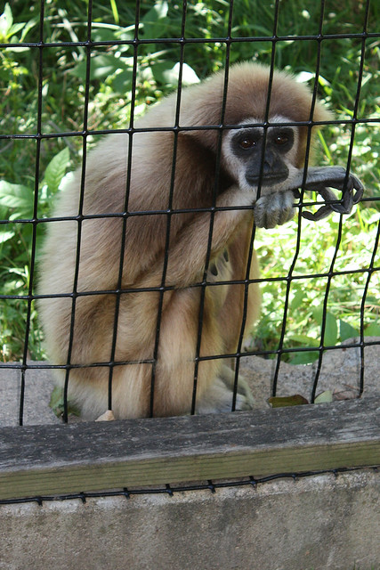 A Gibbon at the Blank Park Zoo