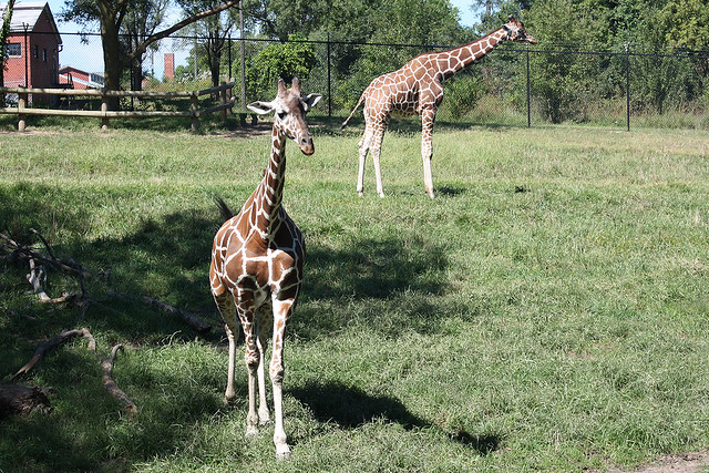 Giraffes at the Blank Park Zoo