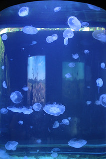 Jelly Fish at the Blank Park Zoo