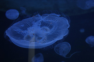 Jelly Fish