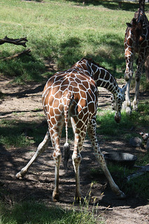 Drinking water looks like a PITA for giraffes