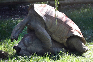 Turtle Sex!
