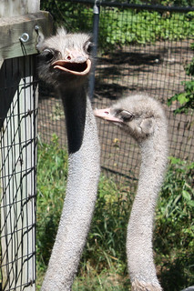 Ostriches are hilarious