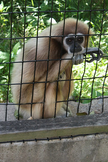A Gibbon at the Blank Park Zoo