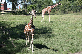 Giraffes at the Blank Park Zoo