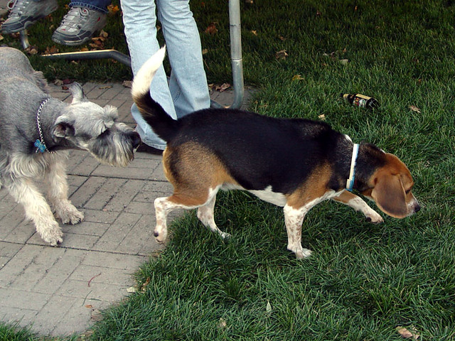 Arnold's in the house