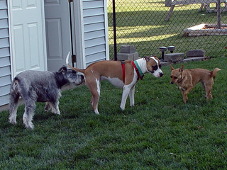 Chomp - Butt Sniffing