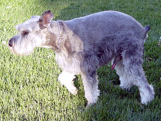 Chomp - Chomp got excited