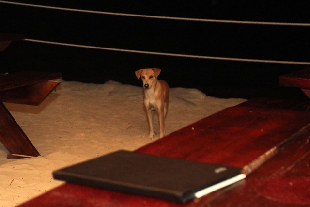 Beach pup-pup wants table scraps