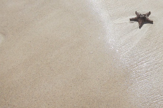 Beached Star Fish