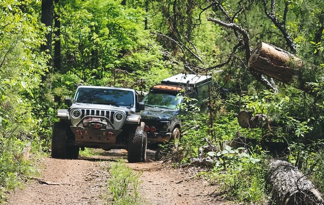 Rollin through the forest