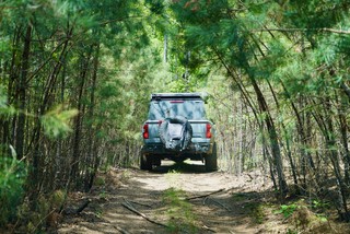 Through the young pines