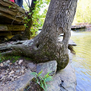 This tree was not giving up