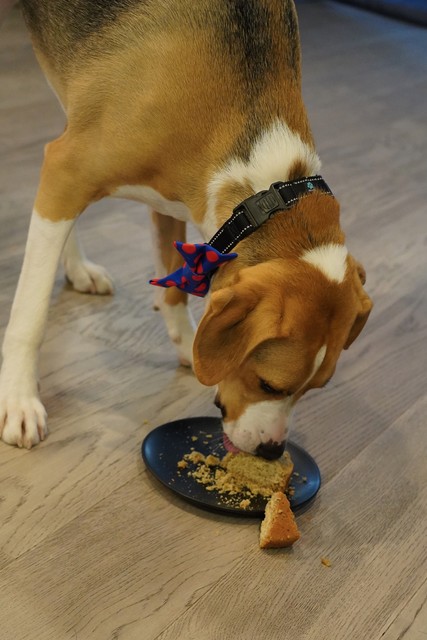 Puppy dog birthday cake