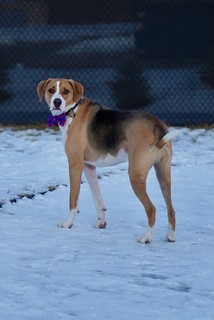 Fancy birthday boy at the dog park
