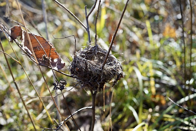 A tiny, tiny bird nest