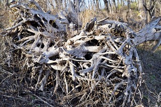 A giant, uprooted piece of driftwood? Very far from water.