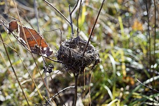 A tiny, tiny bird nest