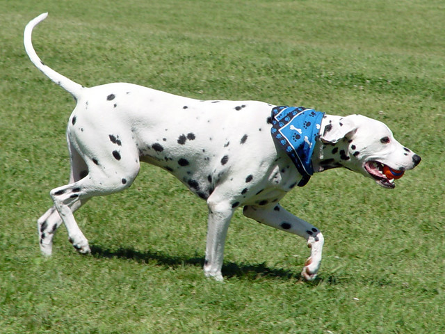 Dalmation at the dog park