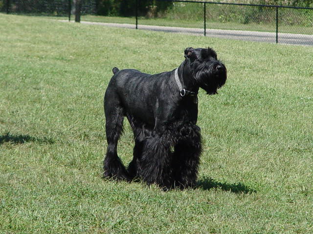 Giant Schnauzer at the dog park