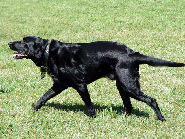 Ninja at the Dog Park