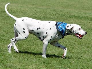 Dalmation at the dog park