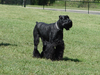 Giant Schnauzer at the dog park