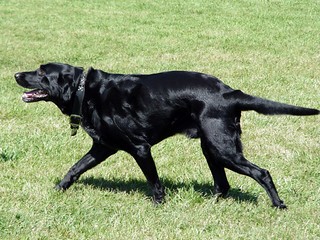 Ninja at the Dog Park