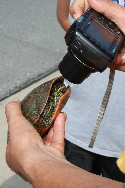 Turtles don't like closeups.