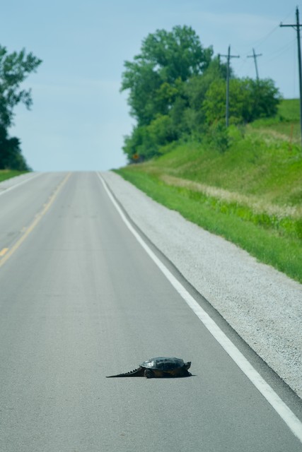 Look at this dinosaur crossing the road