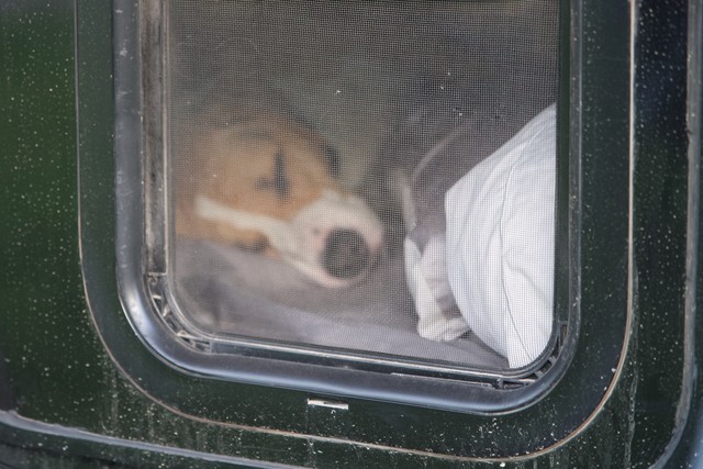 Durby takes lots of nap breaks when we camp