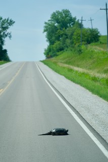 Wildlife - Look at this dinosaur crossing the road