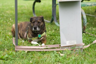 Gema is constantly tangled up at camp