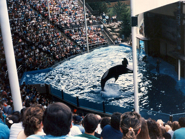 Orca Whale at Sea World